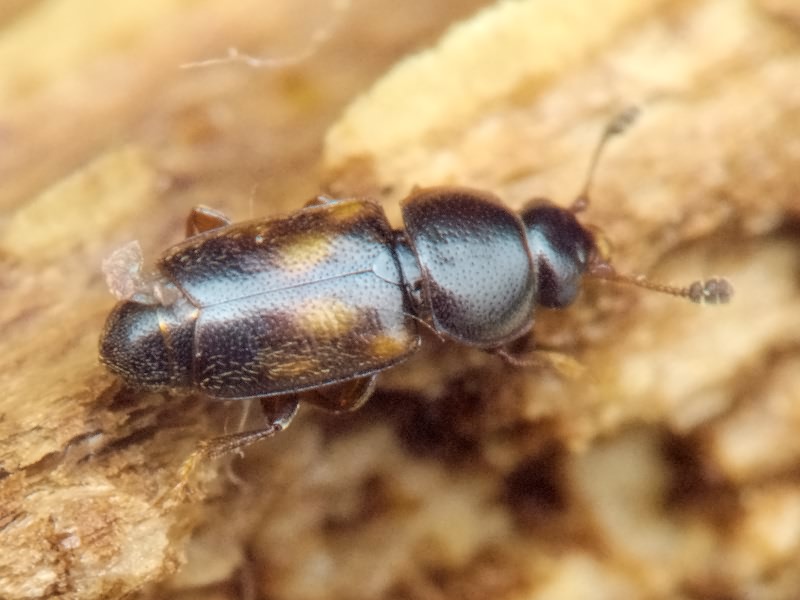 Carpophilus sexpustulatus (Fabricius, 1791)